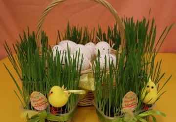 Pszczółki zasiali owies!